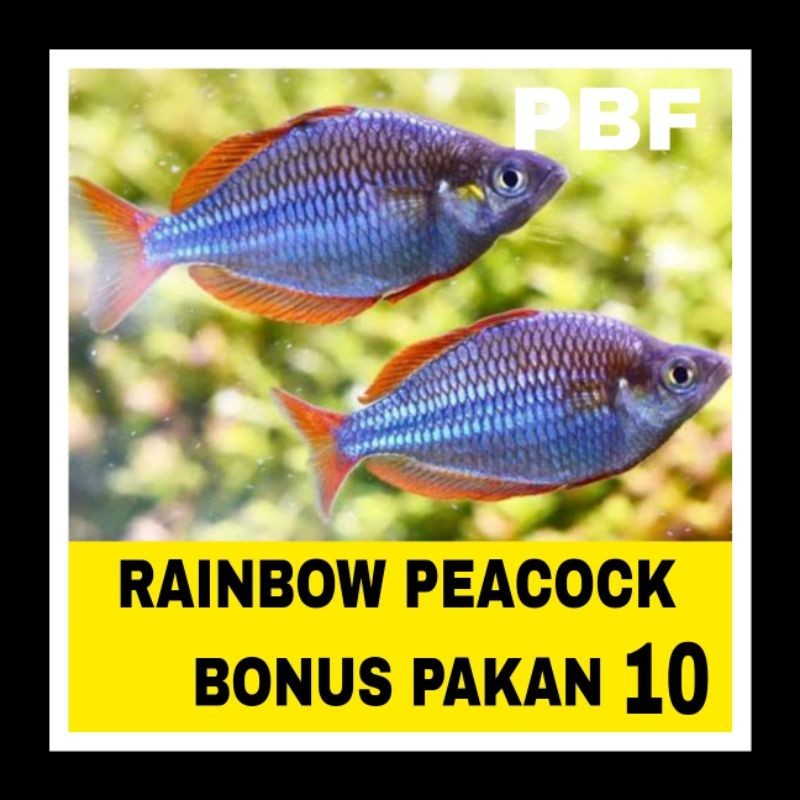 IKAN RAINBOW PEACOCK ISI 10 BERGARANSI