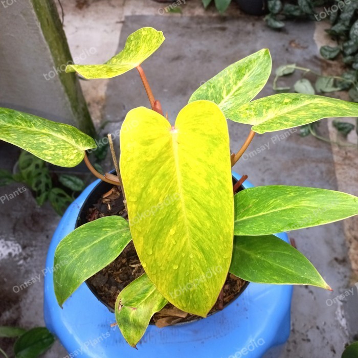 Philodendron Painted Lady