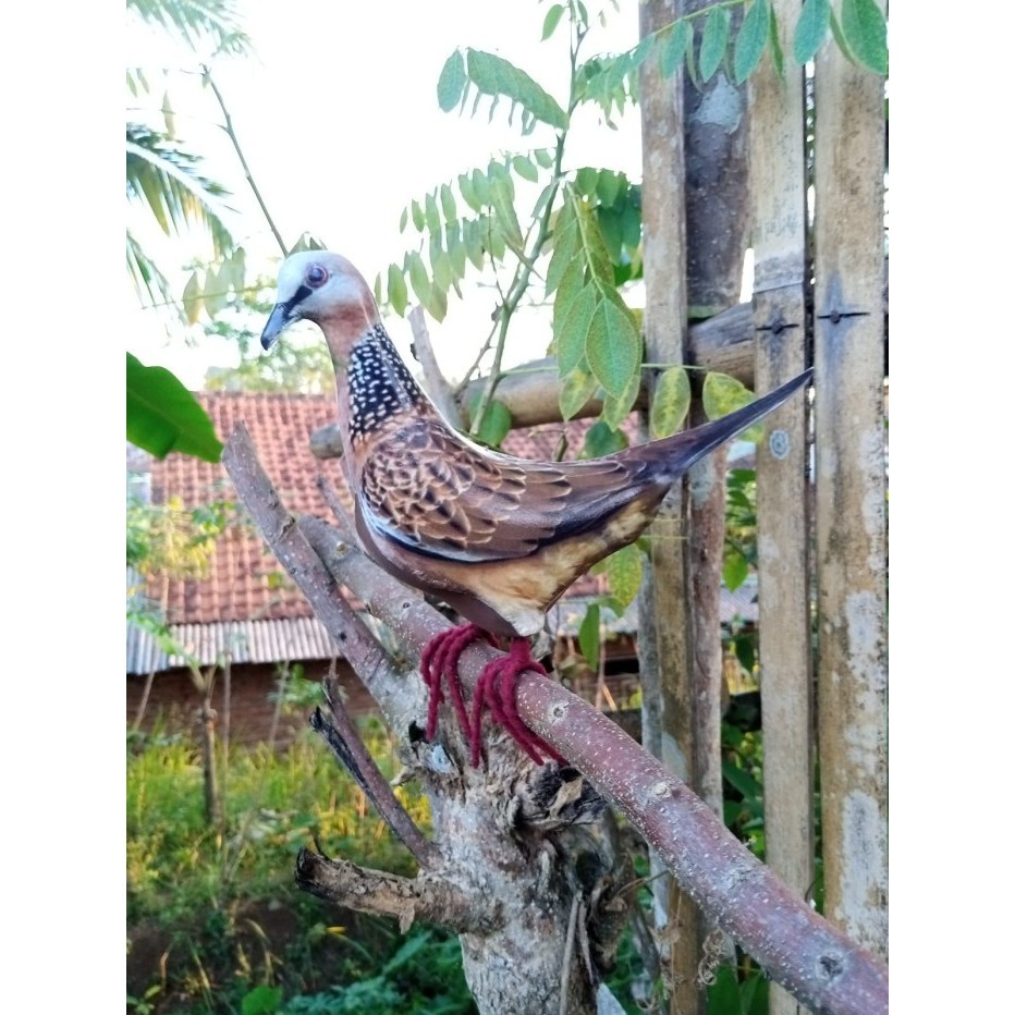 Terlaris Jontrot Tekukur Decoy Patung Tekukur Promo Terbaru