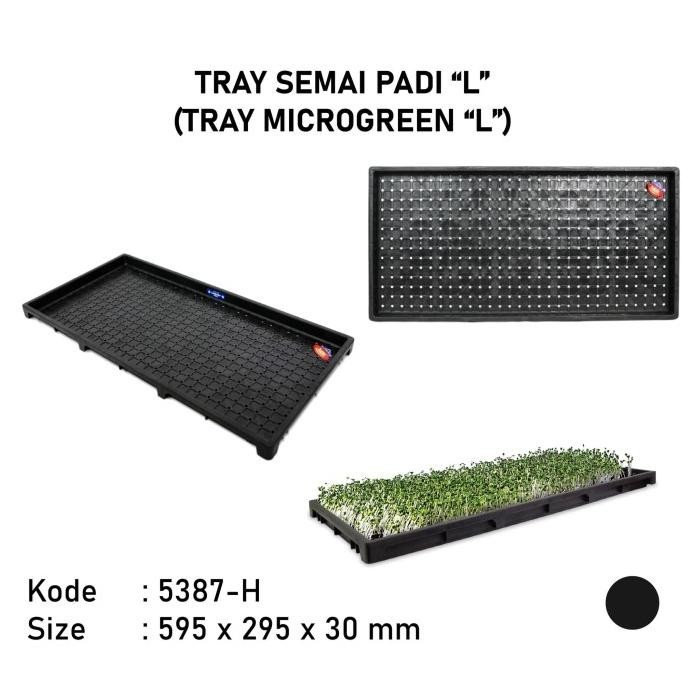 Miliki - Tray semai padi tray semai microgreen wheat grass size L 5387H ~