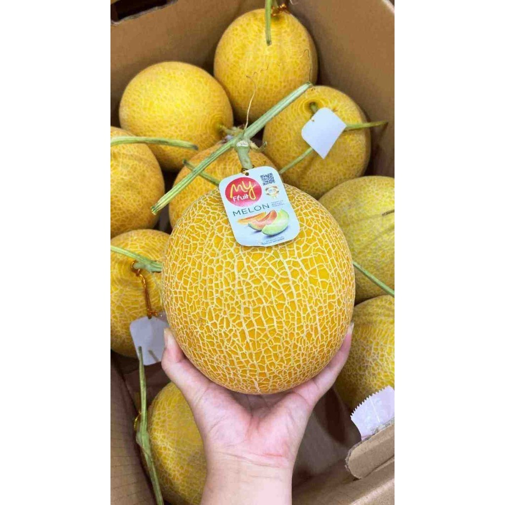 5 BUTIR BIJI/BENIH MELON INTHANON(GOLDEN EMERALD