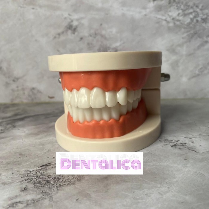 DENTAL MODEL PERAGA GIGI/ MODEL STUDY GIGI PHANTOM