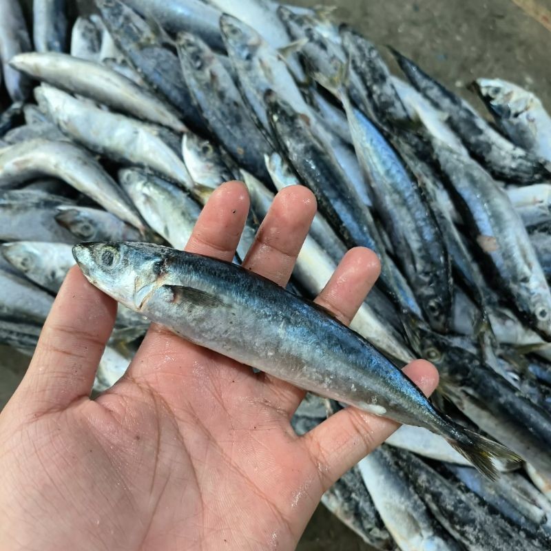 

Ikan Layang Deles 5kg