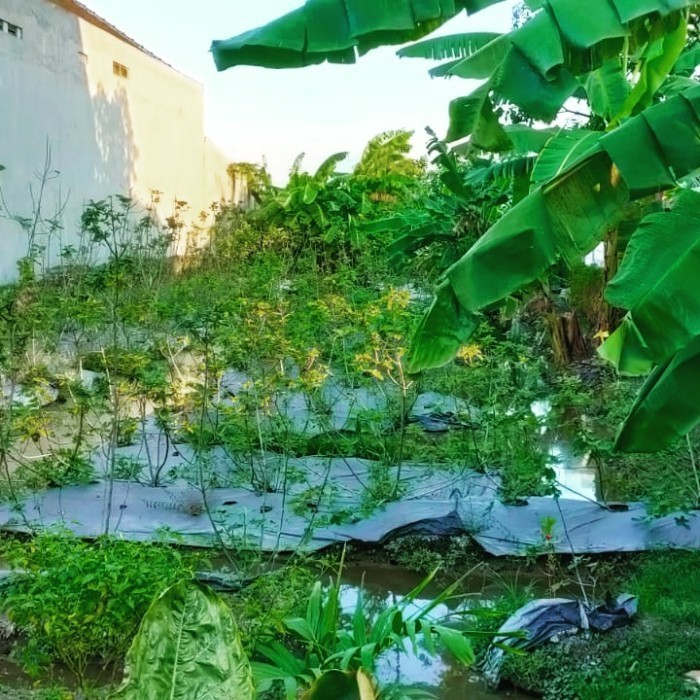 BARU bibit buah tin / pohon Ara kuning jumbo produktif/mudah berbuah ASLI