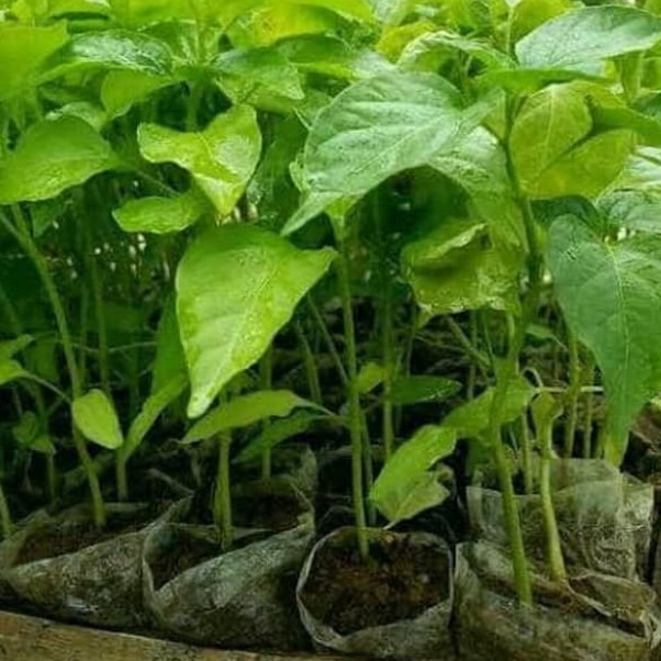 bibit tanaman cabai setan /pohon buah cabai ASLI