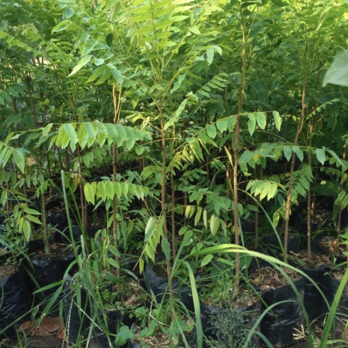 Bibit Pohon Belimbing Wuluh - Tanaman Buah Blimbing Wulu Sayur DD80 ASLI