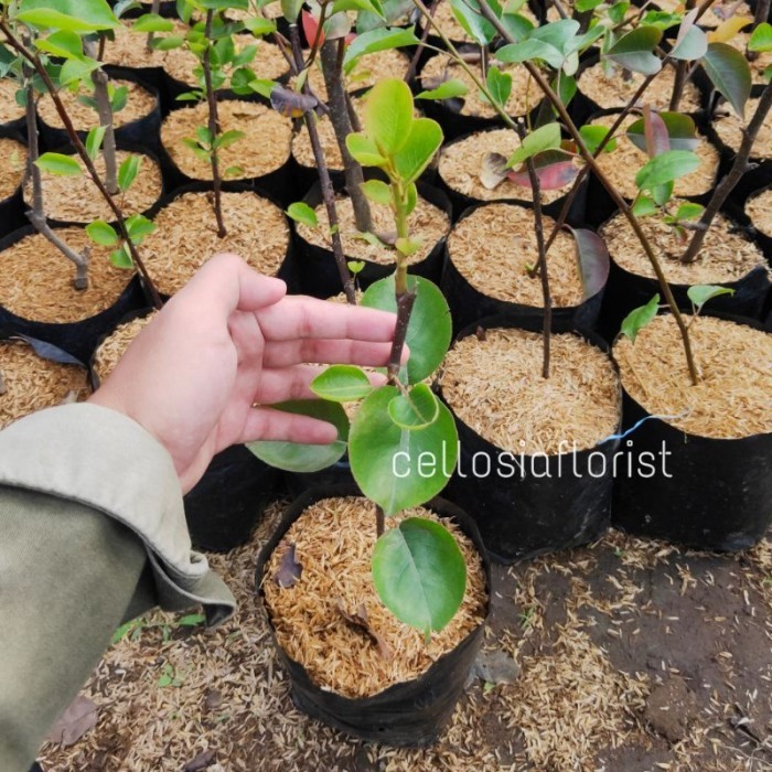 Bibit Tanaman Buah Pir Kuning Cangkok Lebih Cepat Berbuah Pohon Hidup ASLI