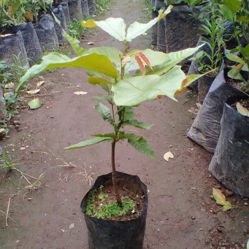 Bibit Matoa Pohon Matoa Bibit Buah Matoa Tanaman Matoa Siap Berbuah ASLI