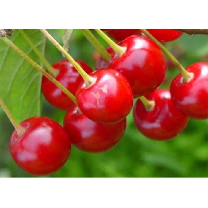 bibit Chery/ceri/cerry vietnam benih pohon tanaman buah bisa berubah ASLI
