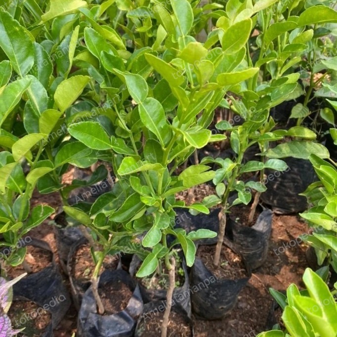 Tanaman Jeruk Purut / Bibit Pohon Buah Jeruk Purut ASLI