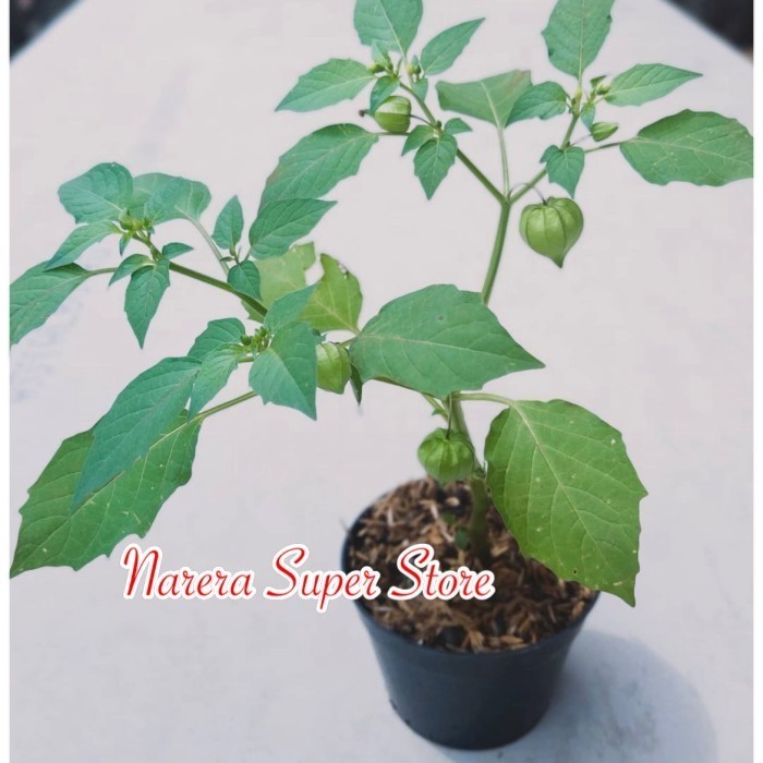 SALE POHON BIBIT BENIH BUAH CIPLUKAN CEPLUKAN CECENET CECENDET ASLI