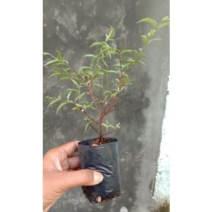 omahijoofficial Bahan Bonsai Anting Putri Mikro Varigata // Anting Putri Micro Variegata