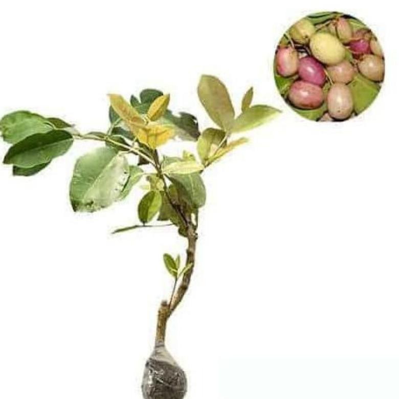 omahijoofficial Bibit Juwet Putih Okulasi // Jamblang Putih // Duwet Putih