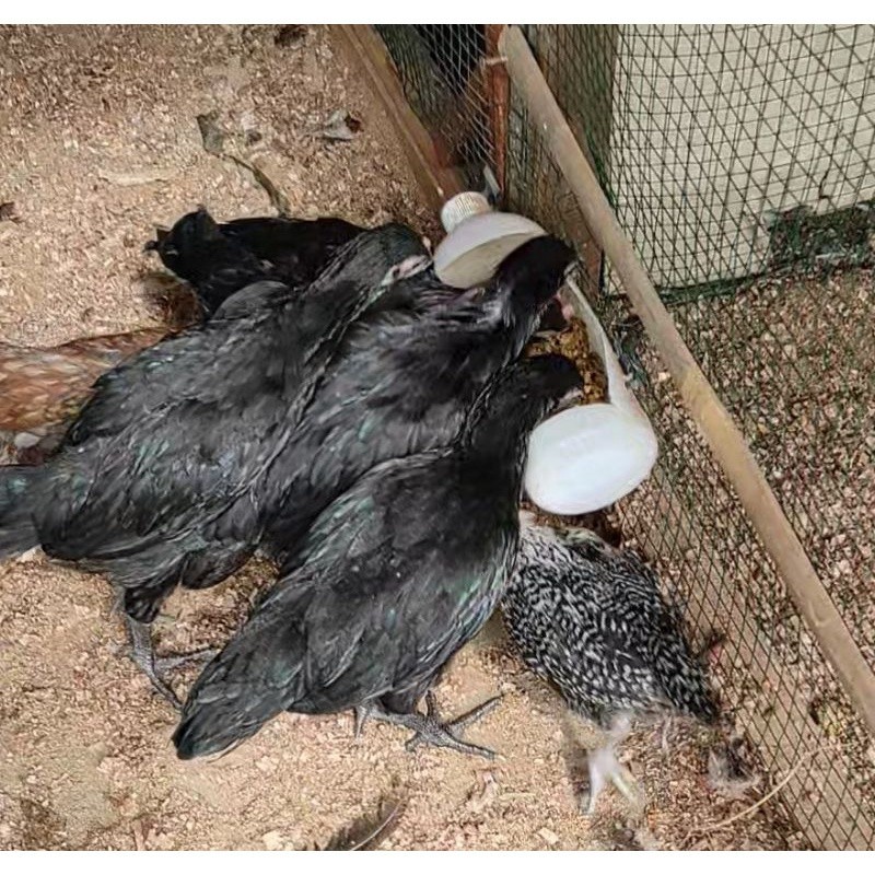 

Ayam Kampung Kub Hidup Remaja Eceran -Gratisongkir