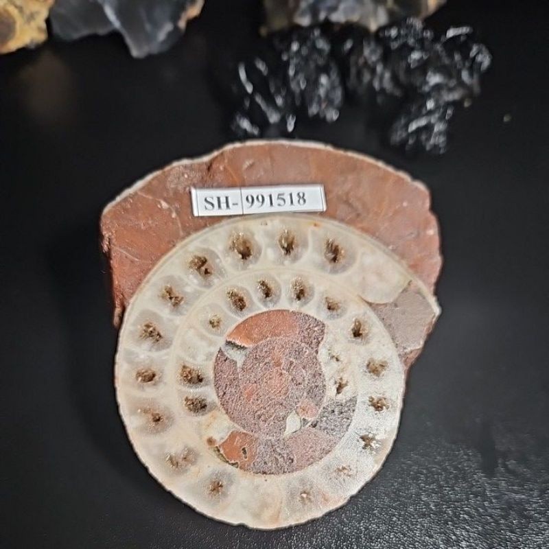 Ammonite  Batu asli