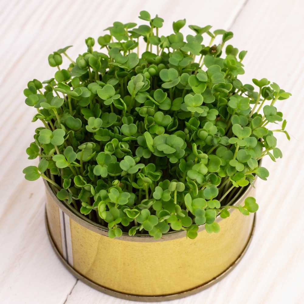 Victory Seed Bibit Benih Microgreen Black Salvia Hispanica Chia (Isi 5 Gram)