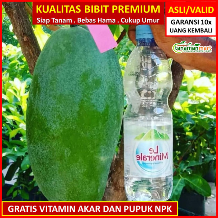 

Bibit Tanaman Buah Mangga Kiojay Unggul, Murah, Bergaransi