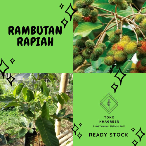 

Bibit Pohon Buah Rambutan Rapiahropiah