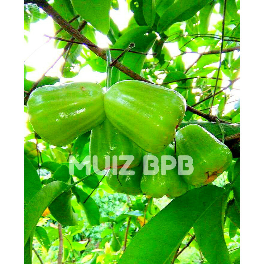 

Bibit Jambu Air Kio Jok