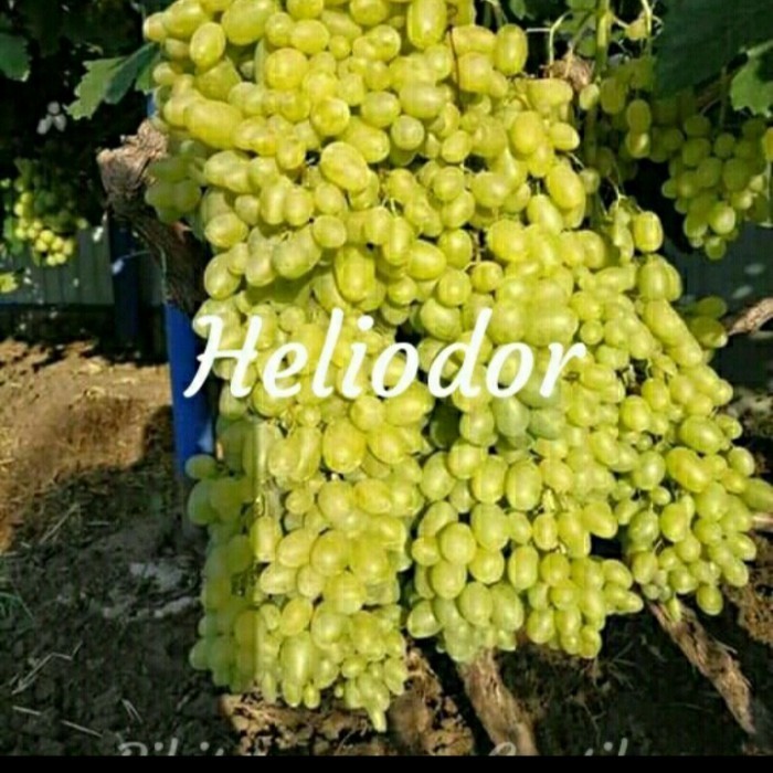 

Bibit Anggur Heliodor Grafting Valid Terbaru