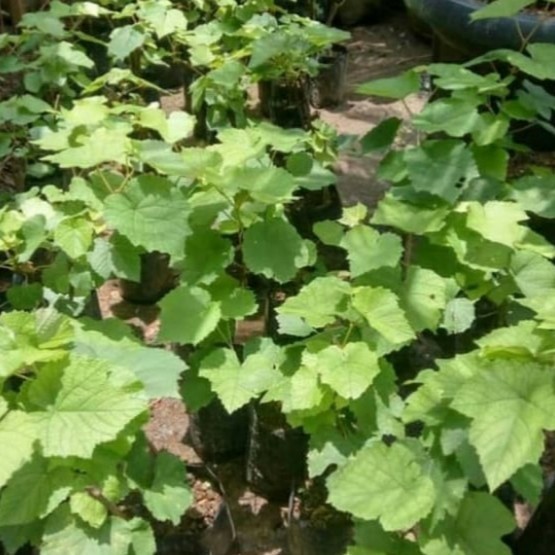 

Bibit Pohon Anggur Hijau