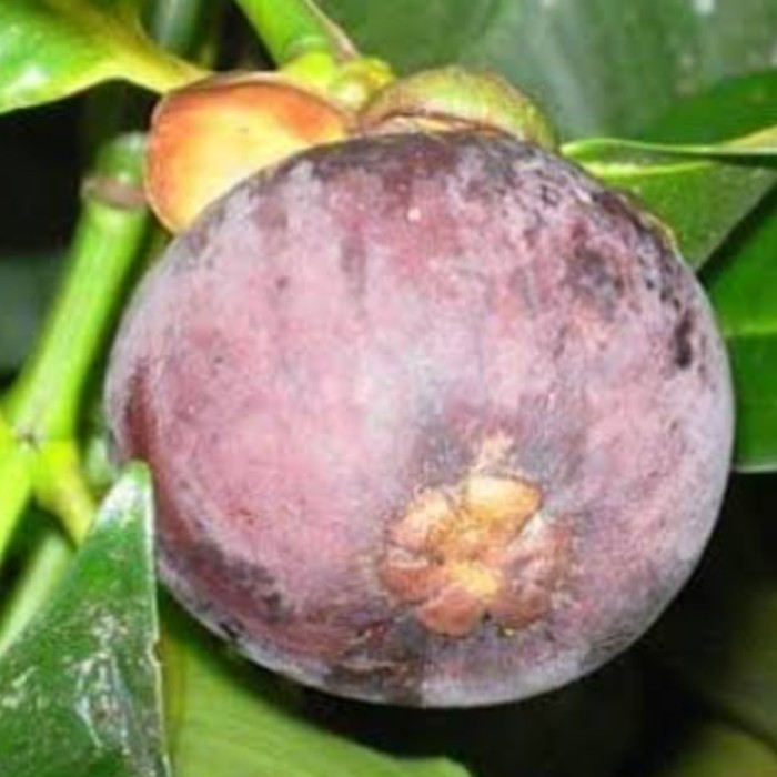 

Bibit Manggis Okulasi Cepat Berbuah.