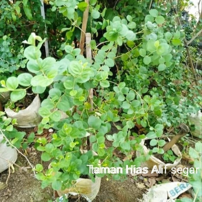 

Pohon Bidara Arab Daun Rimbun