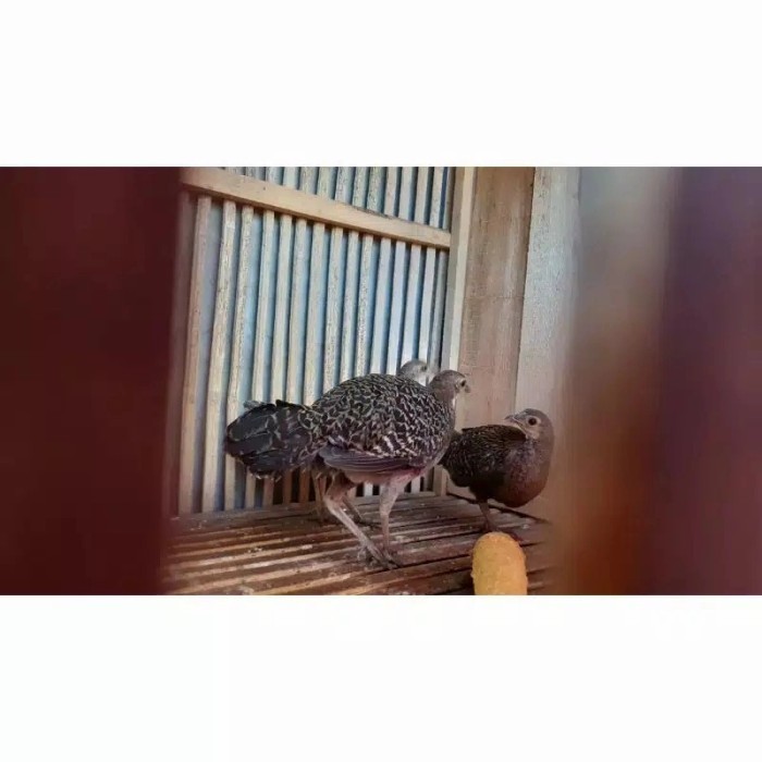 babon betina ayam hutan