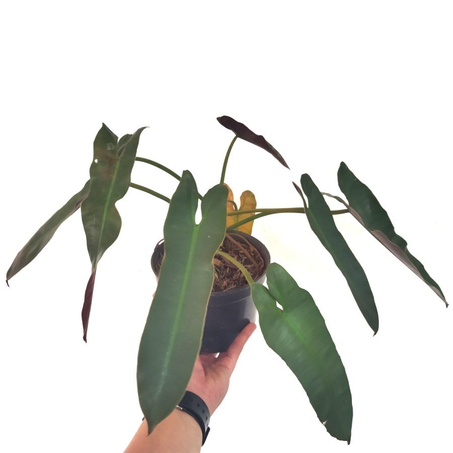 Philodendron Atabapoense