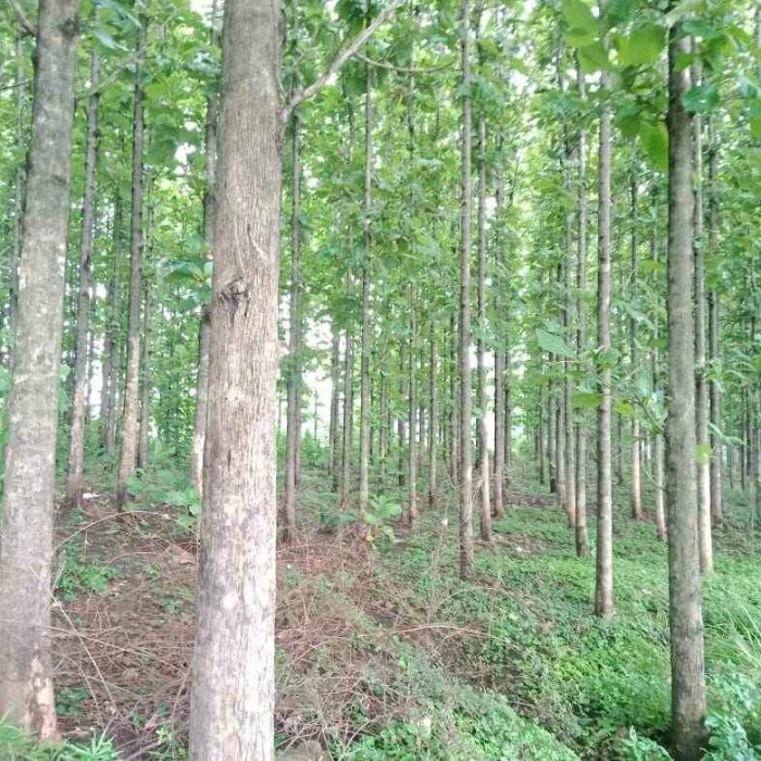 Victory Seed - Bibit Benih Jati Solomon (Isi 5 Biji)