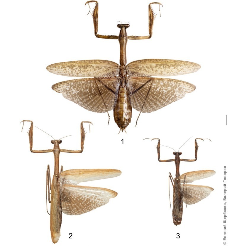 

Awetan Serangga Kering Belalang Sembah Cangcorang