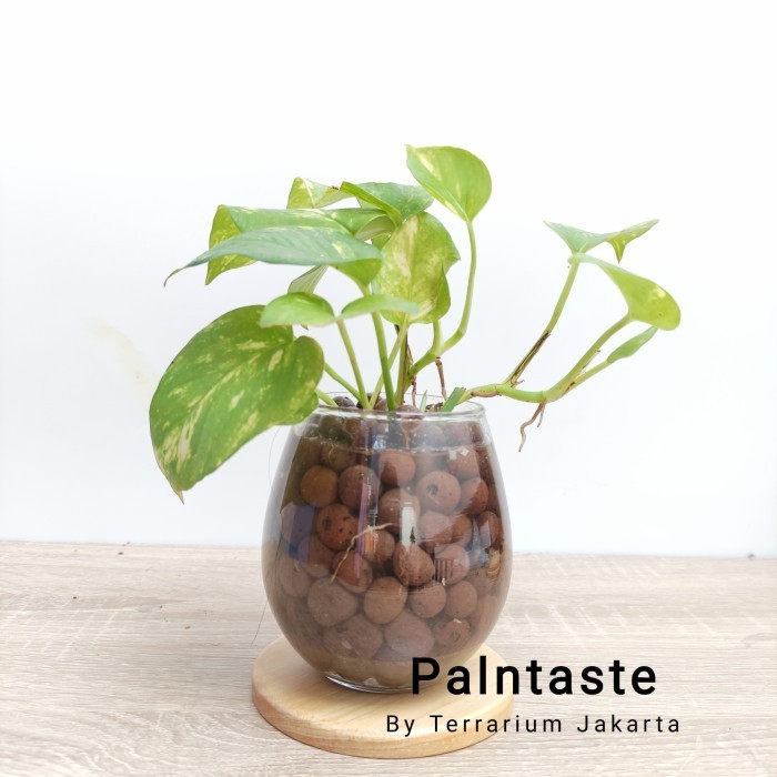 

Terraqua Sirih Gading By Terrarium Jakarta