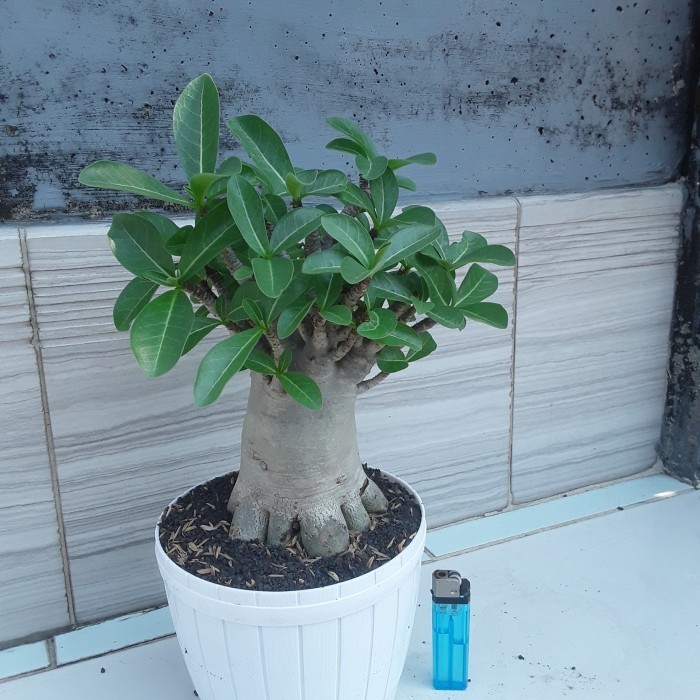 

Adenium Arabicum Gozi Long Ex Pot 25, Kaki Sudah Prokar