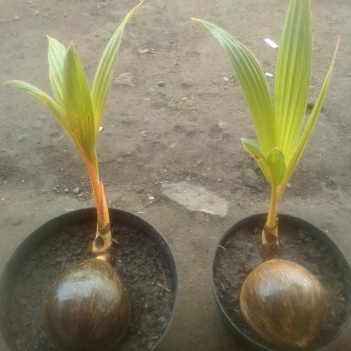 Bonsai Kelapa Gading Oren