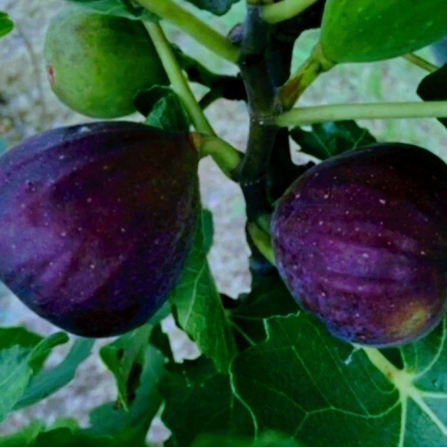 Bibit Buah Tin Black Genoa TOP