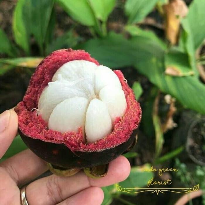 

Bibit manggis super okulasi berkualitas cepat berbuah Best Seller