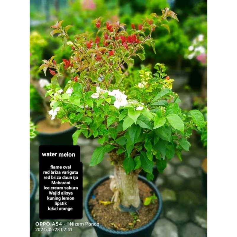 BUGENVIL 2 WARNA MERAH PUTIH BUNGA CANTIK