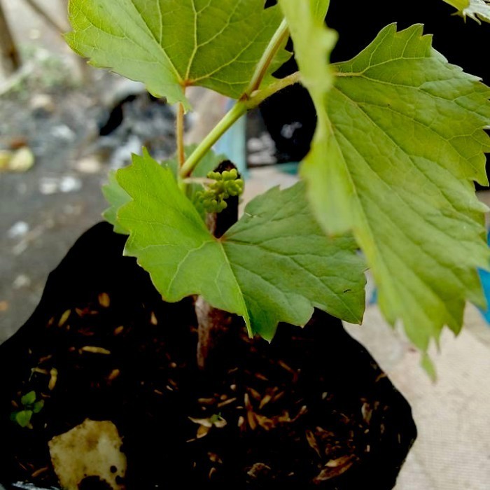 Bibit Anggur red master- Pohon Anggur - Tanaman cepat berbuah TOPP