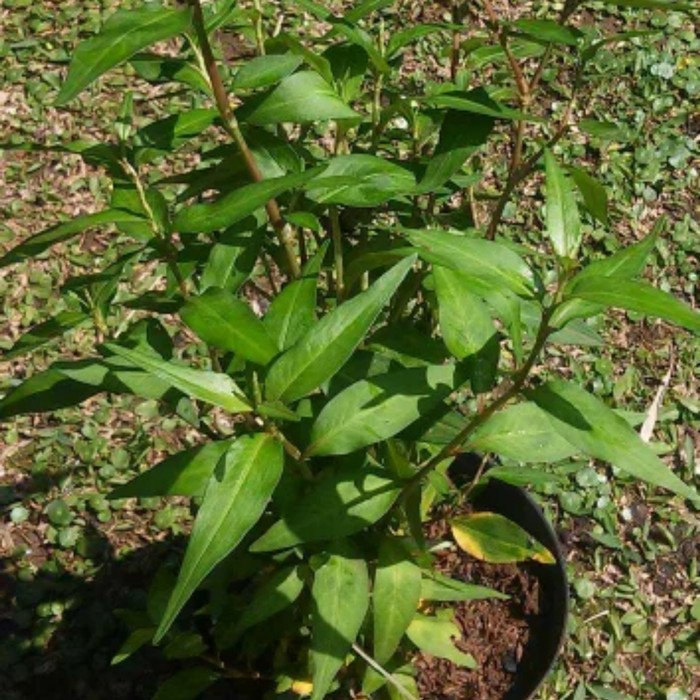 Bibit Tanaman Daun Kesum - Tanaman Daun laksa - Tanaman Herbal TOPP