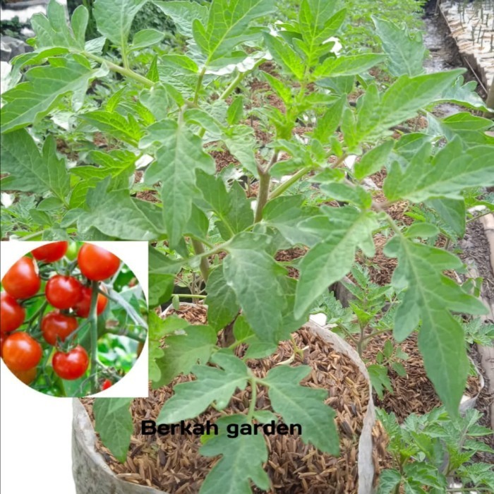 Bibit Tanaman Tomat Sayur Ceri Cepat Berbuah TOPP