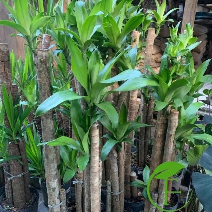 Tanaman Hias Dracaena Fragrans / Dracaena Fragrans / Tanaman Indoor