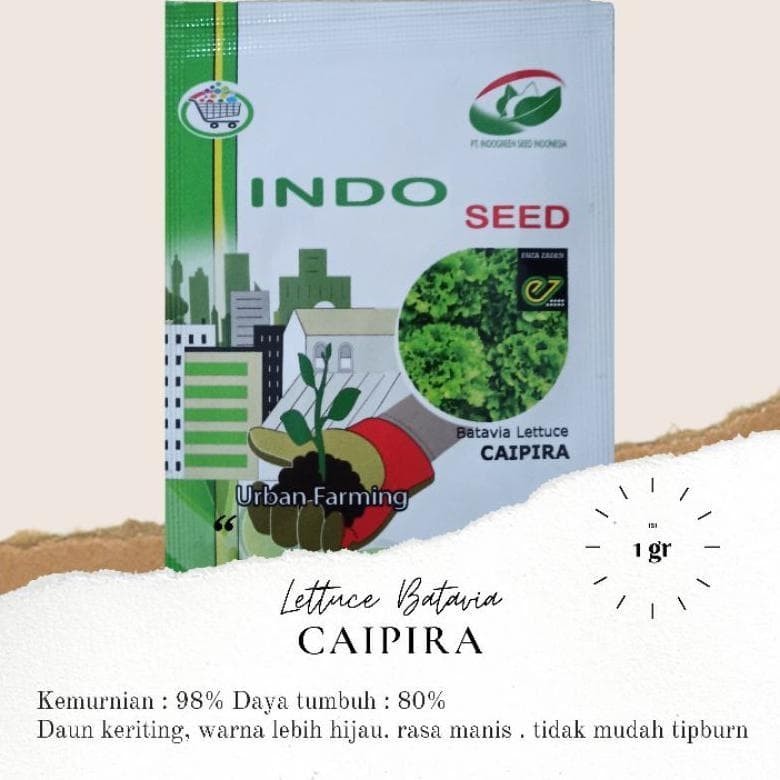 Benih Selada Keriting Caipira Lettuce batavia Caipira enza KOMPLIT