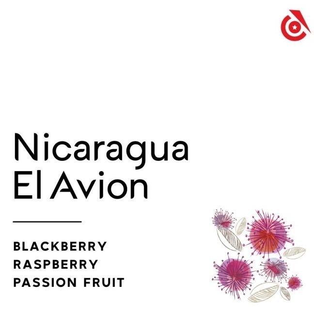 

Termurah! Nicaragua El Avion Jasper lot 860 - Instinct Coffee Kode Ql 401