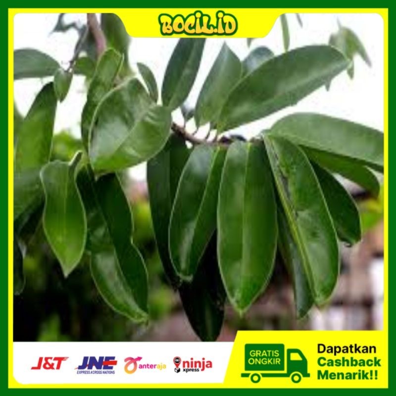 

Daun sirsak segar organik obat herbal tradisional 100 lembar - ready tiap hari