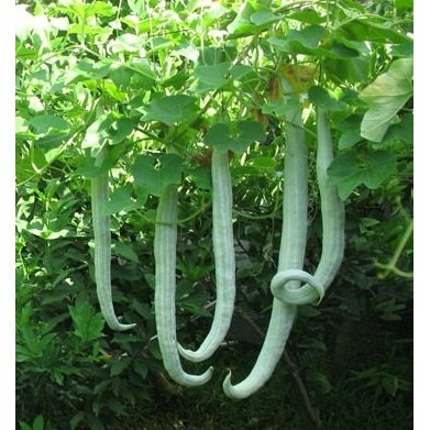 Flash Sale - Bibit Benih Pare Belut - 1 Biji