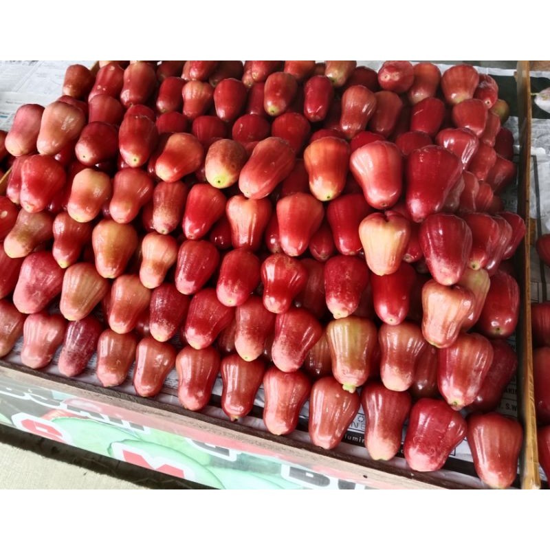 

JAMBU MADU MERAH SEKILO