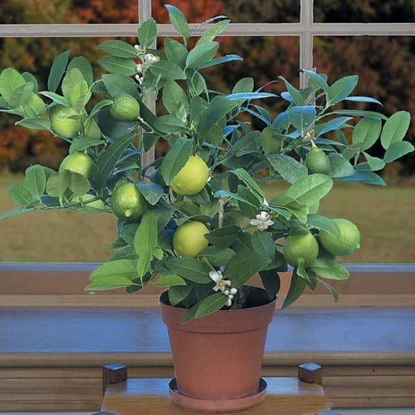 

Online Seeds Buah Jeruk Nipis Hijau Segar - 250 Gram