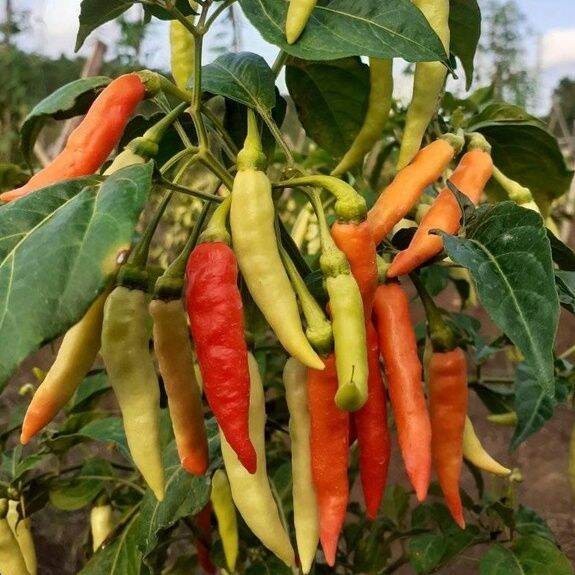 Flash Sale - 5 Bibit Benih Cabe Rawit Shypoon