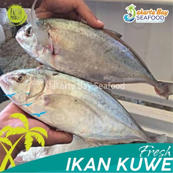 

Ayala - Ikan Kuwe (1Kg) Isi 2-4 Ekor/Ikan Kue Segar Fresh/Seafood