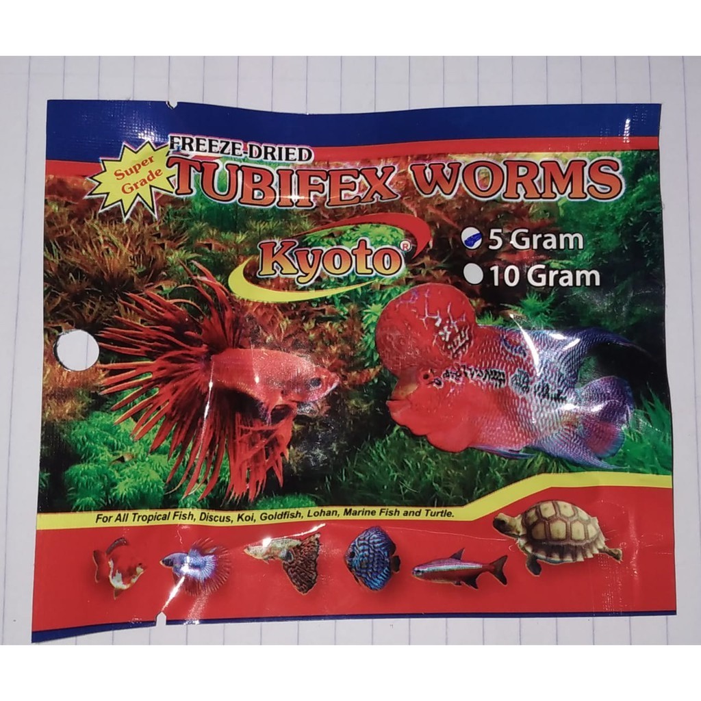 CACING KERING KYOTO - TUBIFEX WORM